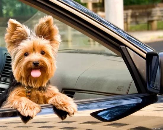 Как спасти от жары кошку или собаку в припаркованном рядом автомобиле parked car pet